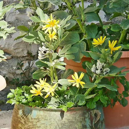 Appartamento Dide.1 Povlja (Brac)